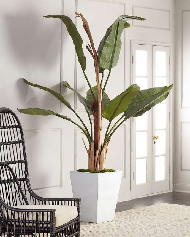 Glacier Banana Tree